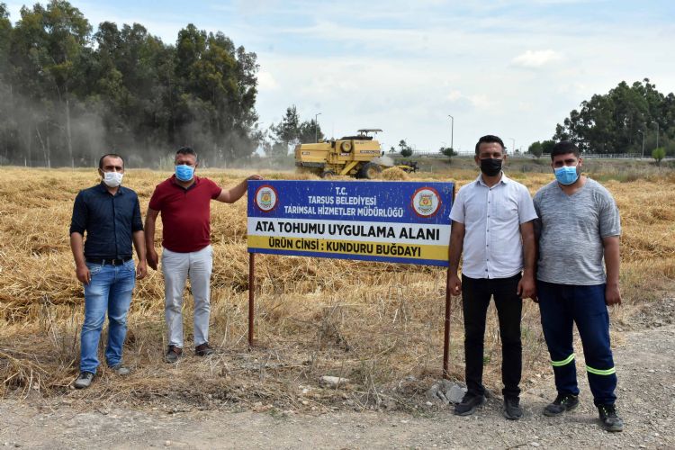 Tarsus Belediyesinde hasat enlii devam ediyor