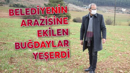 Belediyenin arazisine ekilen budaylar yeerdi