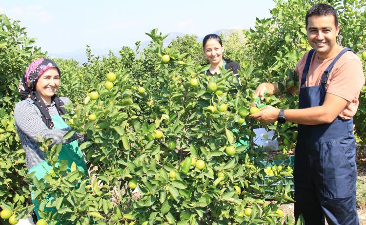 Bu limon ’yeil limon’ fiyat: 40 TL, dierleri 3 TL