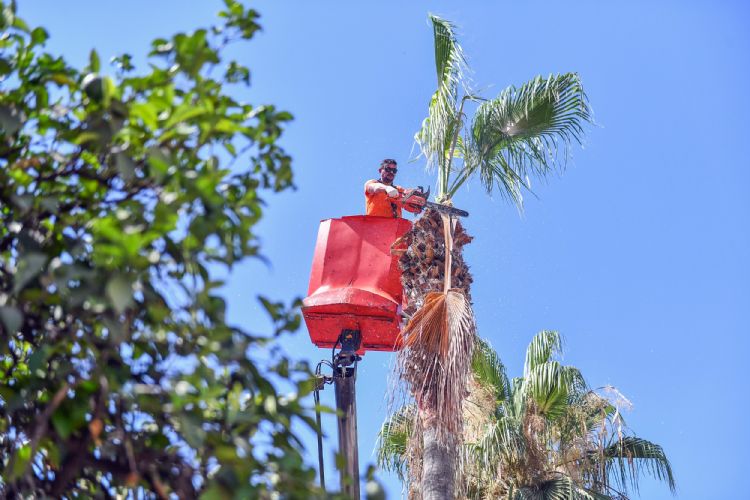 Mersin’de palmiye aalar budanyor