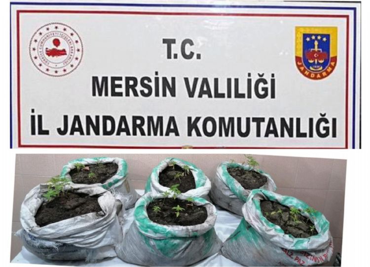 Mersin’de kenevir yetitiren 3 kii gzaltna alnd