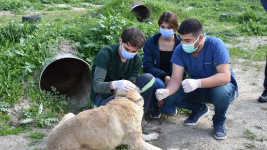 Silahla vurulan kpek tedavi edildi