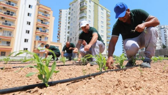 Msrlar, yksek binalar arasnda boy vermeye balad