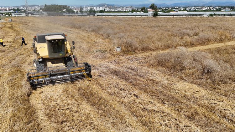 Tarsus Belediyesinin yetitirdii<br>buday hasat edildi