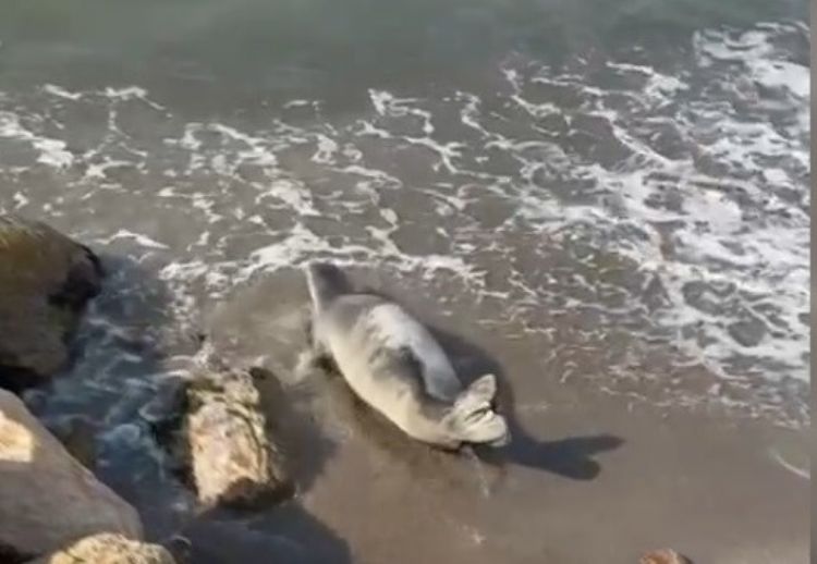 Akdeniz foklar Mersin sahillerinde kendini gsterdi