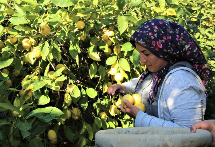 Limonun bakentinde youn hasat dnemi