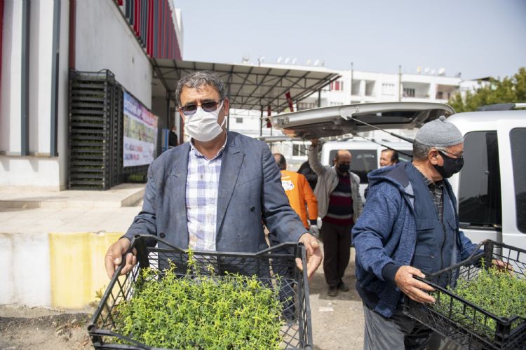 Kantaron fideleri ilk kez toprakla buluacak