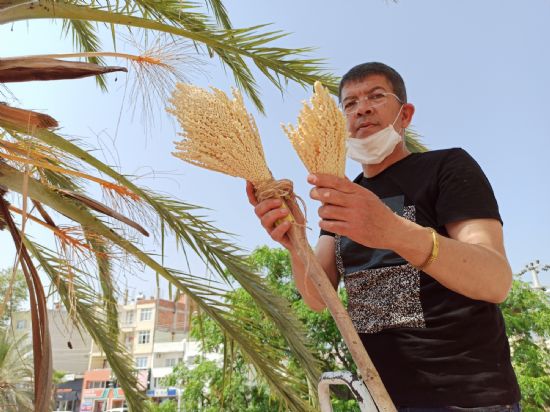 Silifkede hurma aalar evlendiriliyor