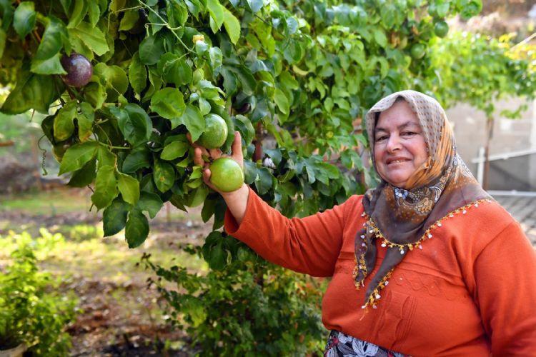 Anamurlu passiflora reticileri Bykehirin destekleriyle hasat yapt