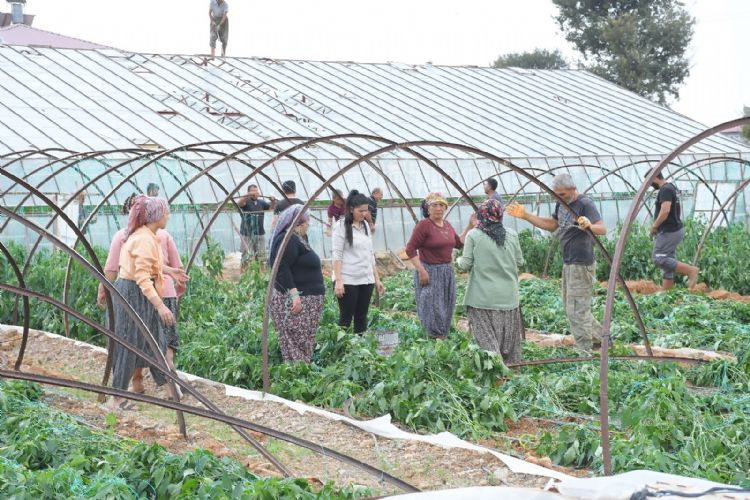 Risk kapda deil, tarlann tam ortasnda!