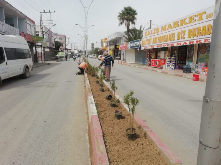 Refjlere bodur bitki dikiliyor