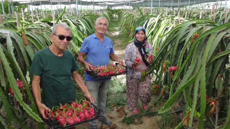 Tropikal ejder meyvesinde hasat dnemi