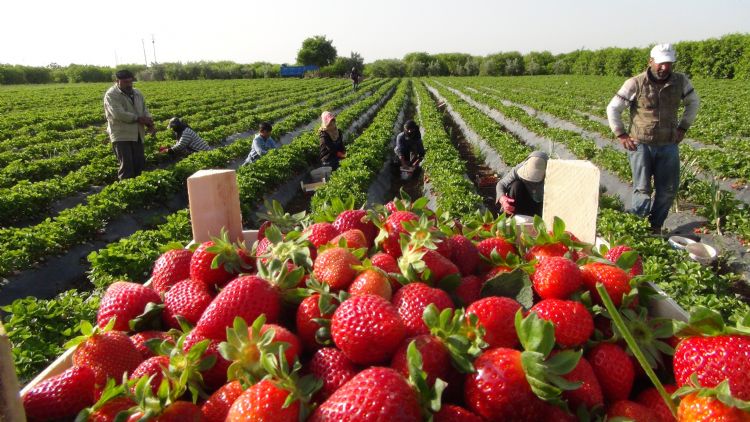 Silifke ilei, 15ten fazla lkeye ihra ediliyor