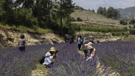 Mersinde bo arazilere dikilen lavantalar grsel bir len sunuyor