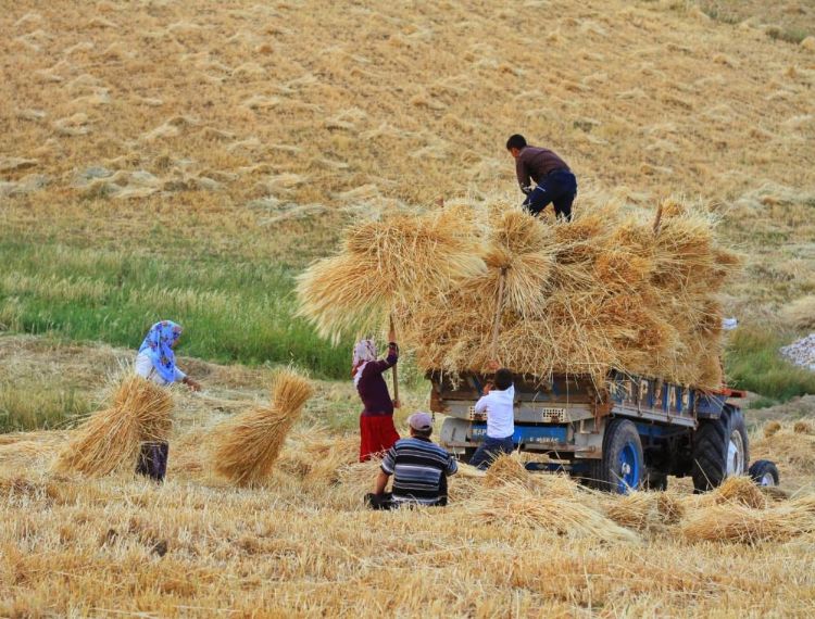 Maliyetler ykseliyor, ifti tahl retiminden kayor