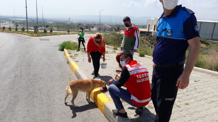 Tam kapanmada sokak hayvanlarn unutmadlar