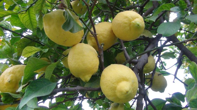 Limonlar dalnda kald