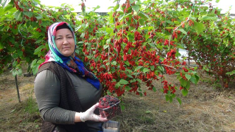 Turfanda yetien karadutun yzde 70’i ihra ediliyor