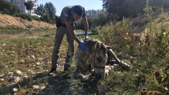 lme terk edilen atlar, hayvan polisi kurtard