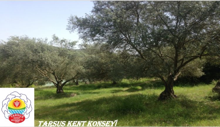 Kent Konseyinden zeytin aklamas