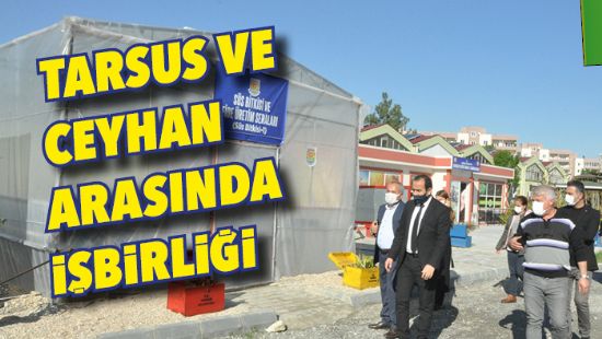 Tarsus ve Ceyhan arasnda ibirlii