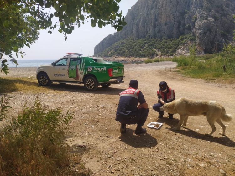 Jandarma hayvanlar unutmuyor