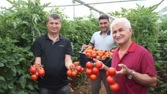 Pandemi dneminde dikilen domatesler ihracat yolunda