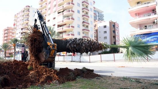 113 aa sklerek yeni yerlerine dikiliyor