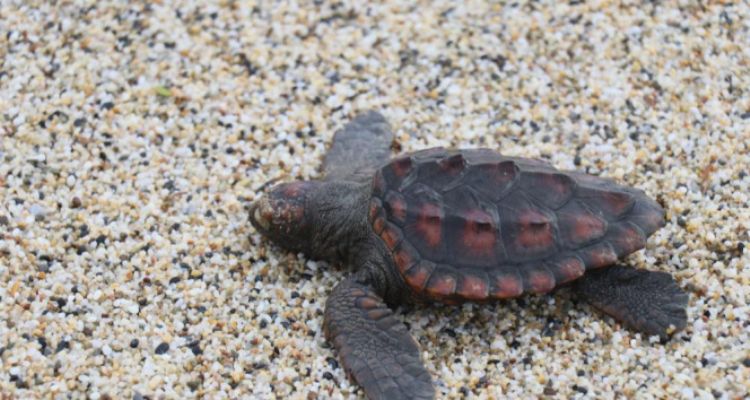 Kumsala yaplan kaldrma caretta caretta tepkisi