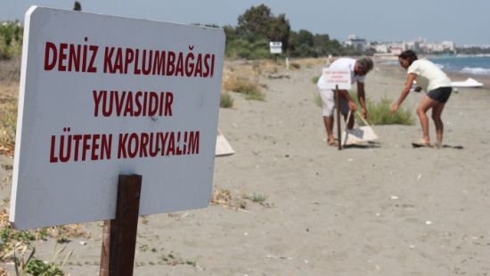 ODT Deniz Bilimleri Enstits sahilinde yavru kaplumbaa rekoru bekleniyor