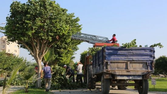 Erdemlide yeil alan almalar devam ediyor