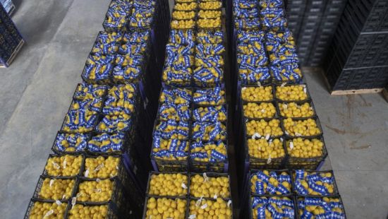 Ankara Büyükşehir de Mersin’den 50 ton limon alacak