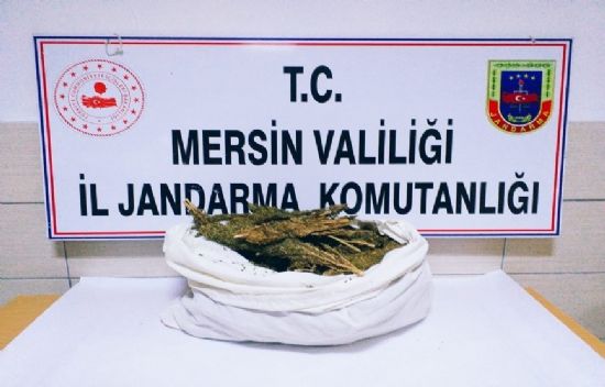 Mersin’de 12 kilo esrar ele geirildi