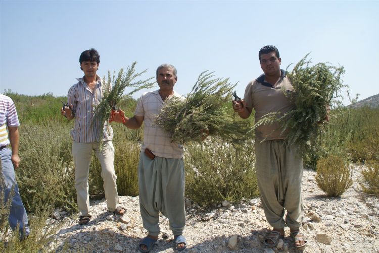 Biberiye retiminin yzde 90’ Mersin’de