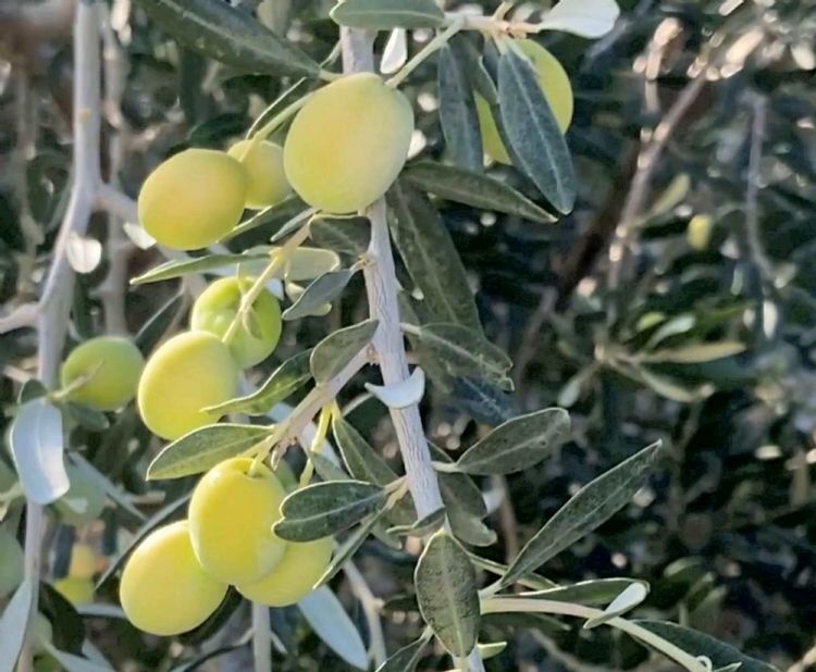 Mut Belediye Bakan Orhan: Bu yl 220 bin ton zeytin rekoltesi beklentimiz var