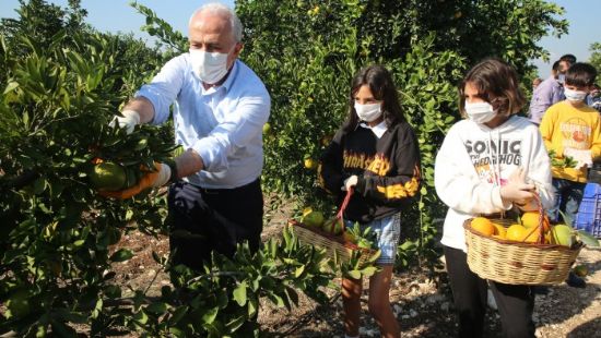 Mersinli ocuklar zmirli depremzedeler iin narenciye toplad