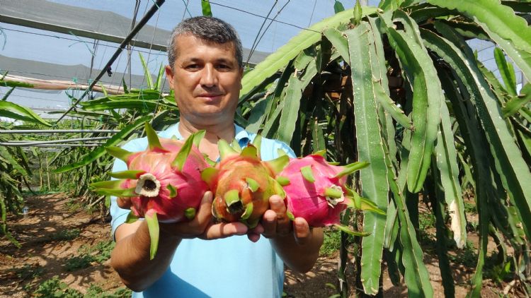 Babas iin ejder meyvesi yetitirdi, imdi ihra ediyor