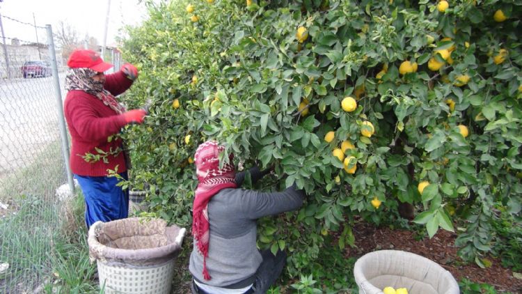 Limon reticisinin taban fiyat talebi