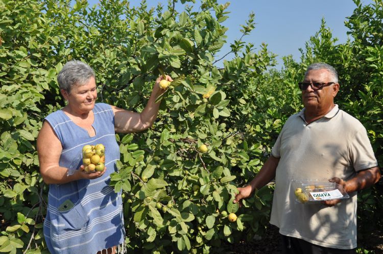 Silifkede guava hasad