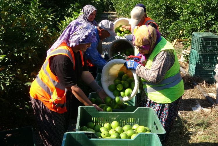 Limonun bakentinde hasat balad