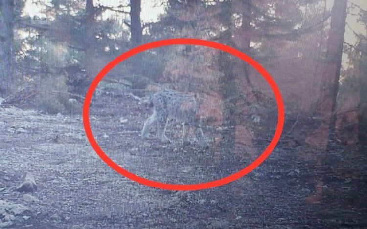 Bozyazda vaak fotokapanla grntlendi