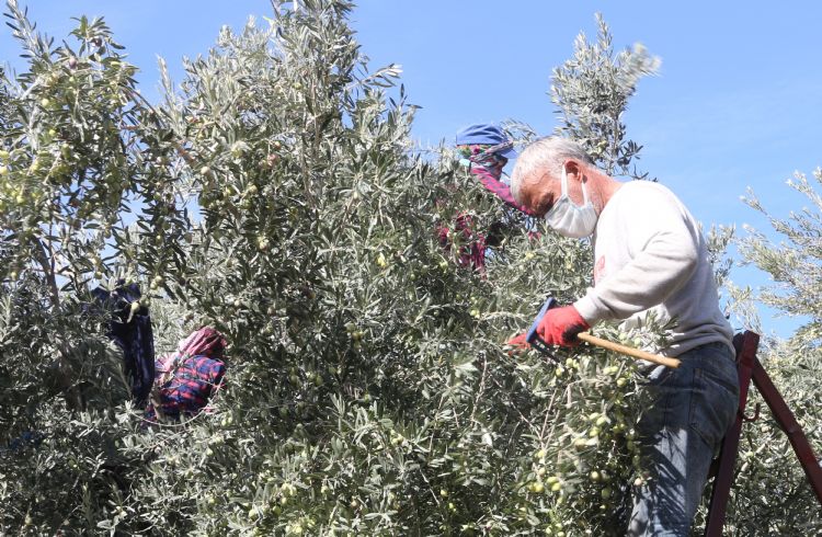 Zeytinde erken hasat uyars