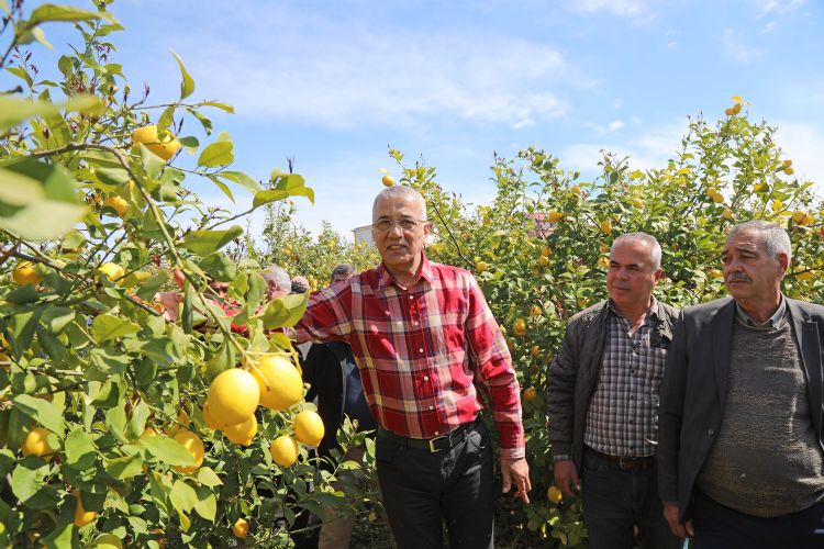 Limon para etmiyor