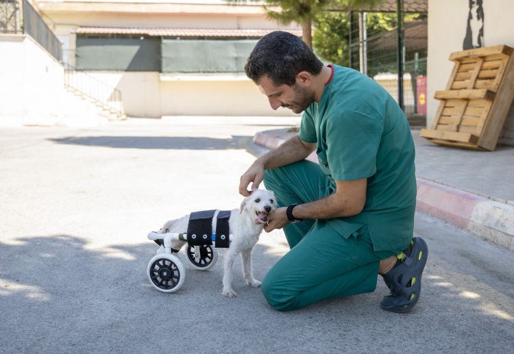 Arka ayaklar kesilmi halde bulunan kpek yeni yuvasna kavutu