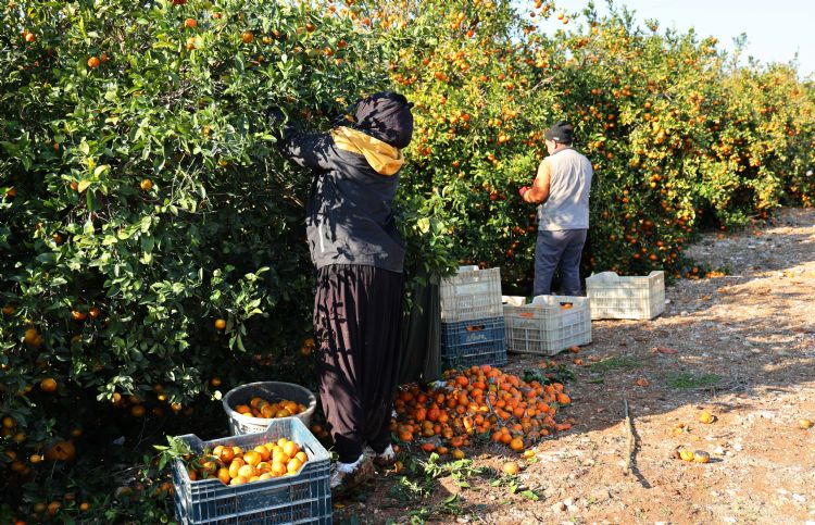 Tarm iisi yevmiyeleri bin lira oldu