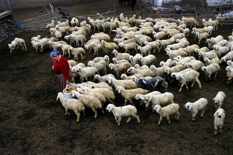 K���kba� hayvanc�l�kta ihracat�n �n� a��ld�