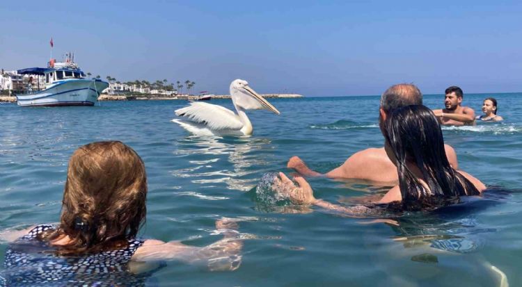 Pelikanlar turistlerle birlikte yzd